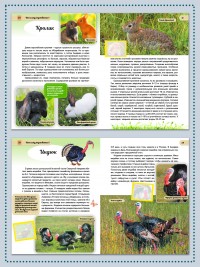 Животные от диких к домашним